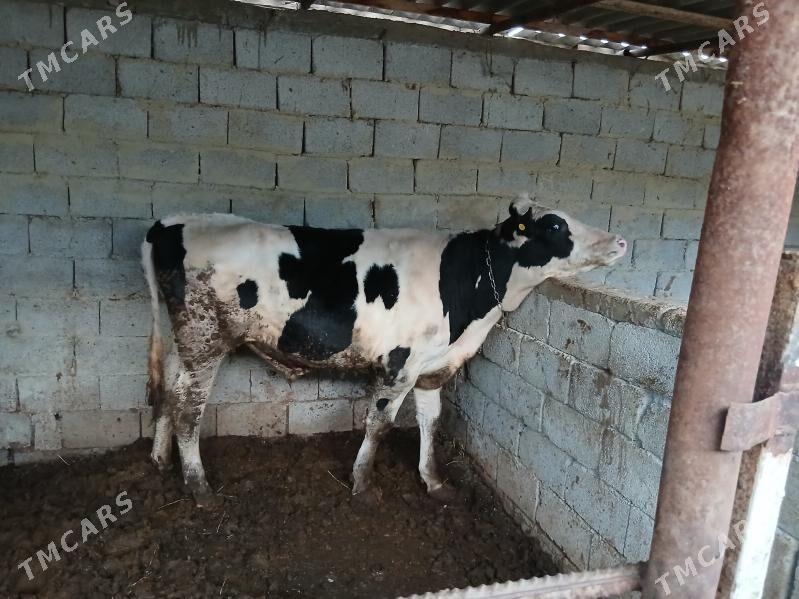 ala öküz - Aşgabat - img 1