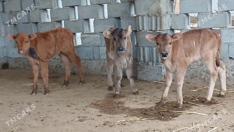 okuz tuwe - Herrikgala - img 1