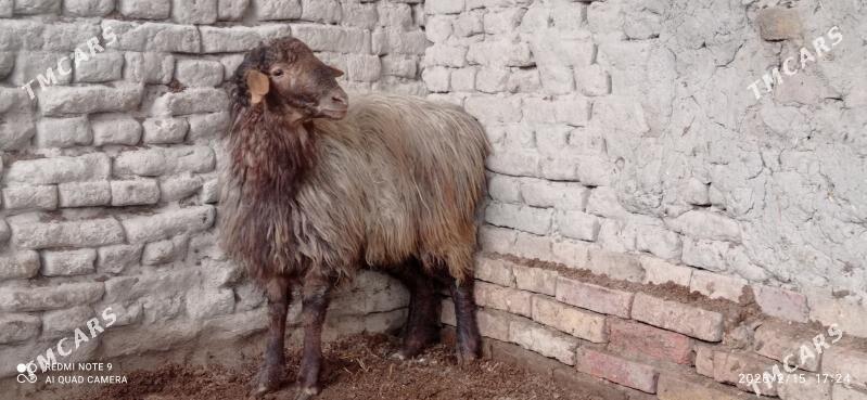 гоч гузы - Daşoguz - img 1