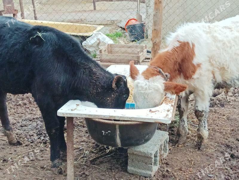 okuzçe - Büzmeýin - img 1