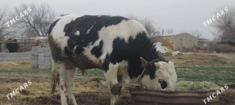 Òkùz - Бахарден - img 1