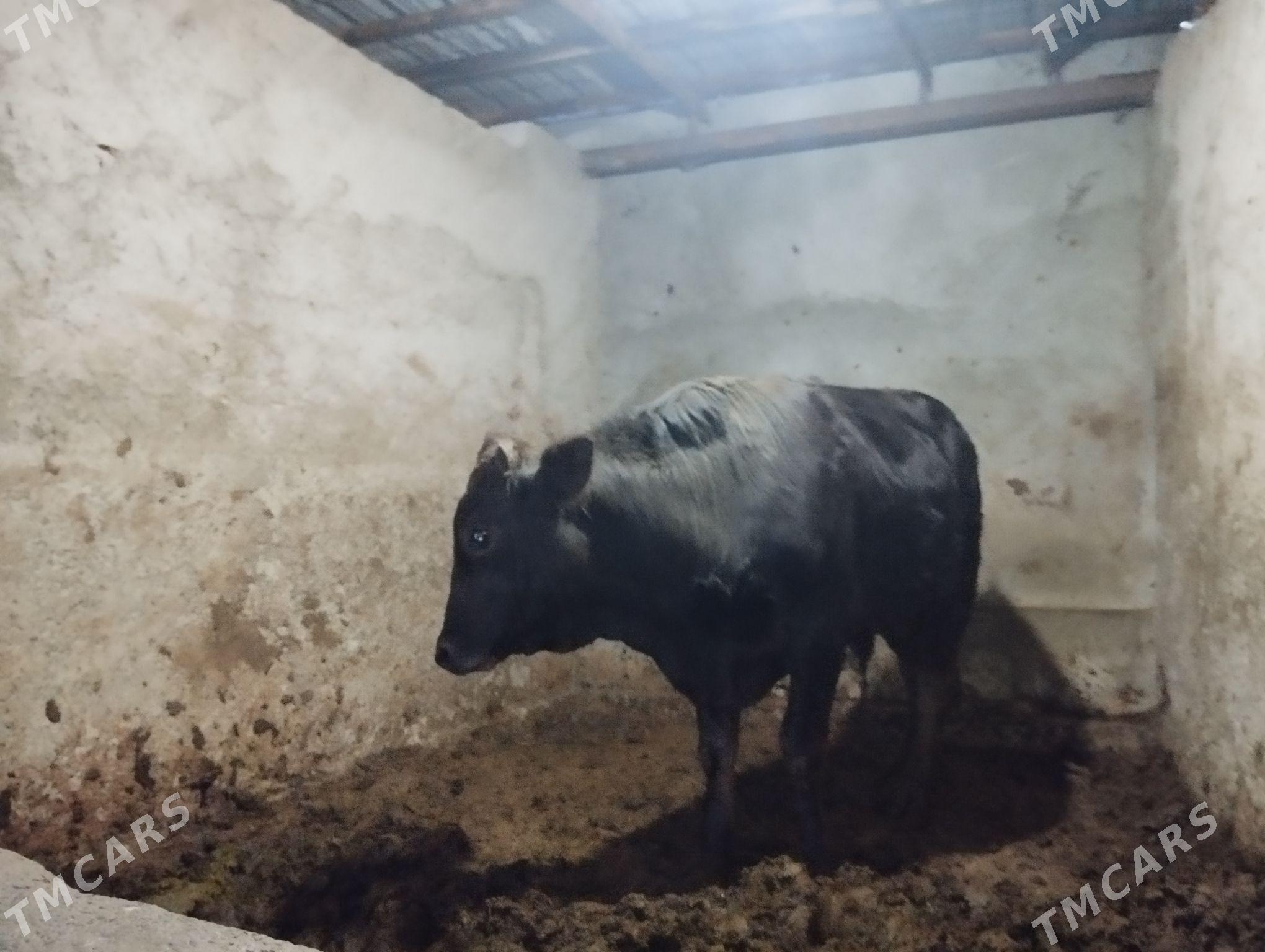 öküz - Багир - img 1