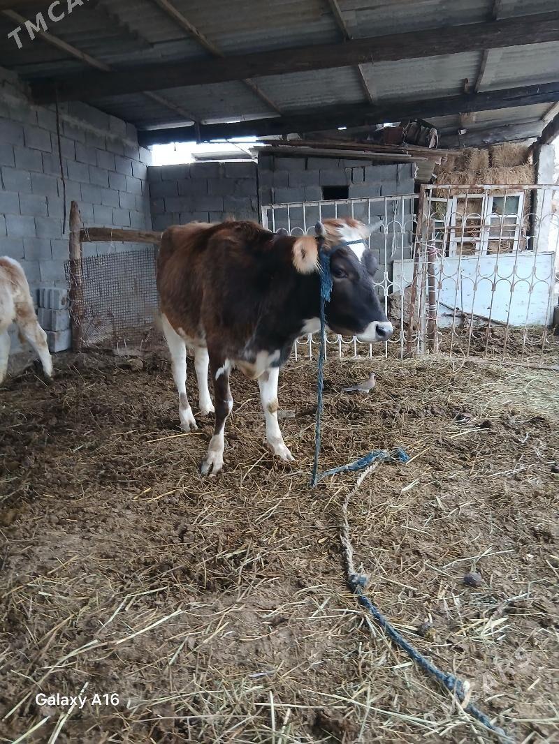 sygyr - Gökdepe - img 1