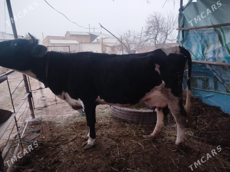 Corny pyostra - Sakar - img 1