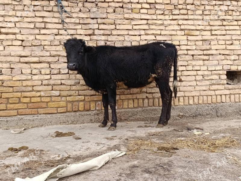 arassa çornyy pyostra okuzce - Чарджоу - img 1