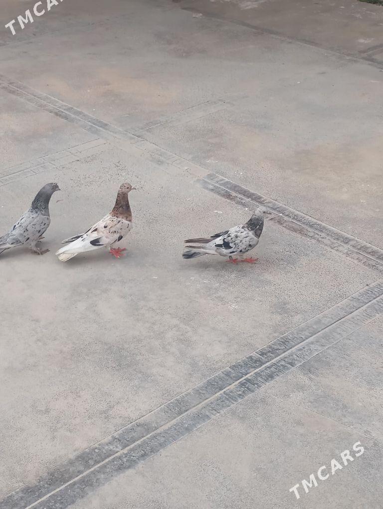 kepderi - Балканабат - img 1