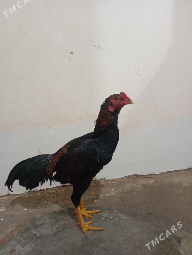 bayes juje - Mary - img 1