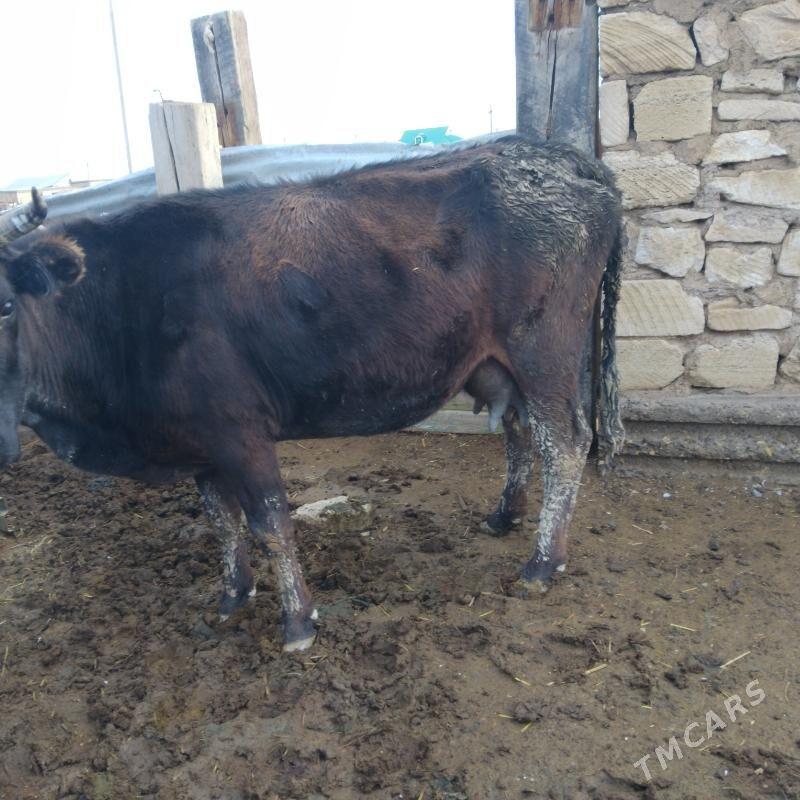 Goleli sygyr - Гызыларбат - img 1