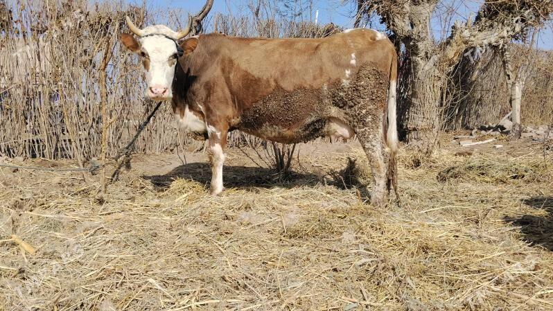 yetik bogaz simental - Farap - img 1