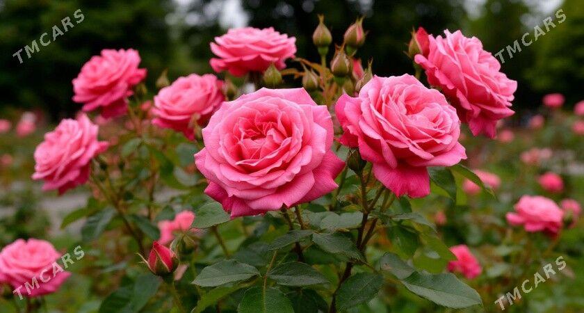 roza gül - Туркменбаши - img 1