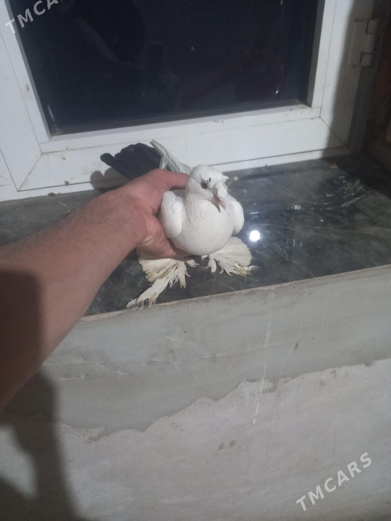 голубы - Туркменабат - img 1