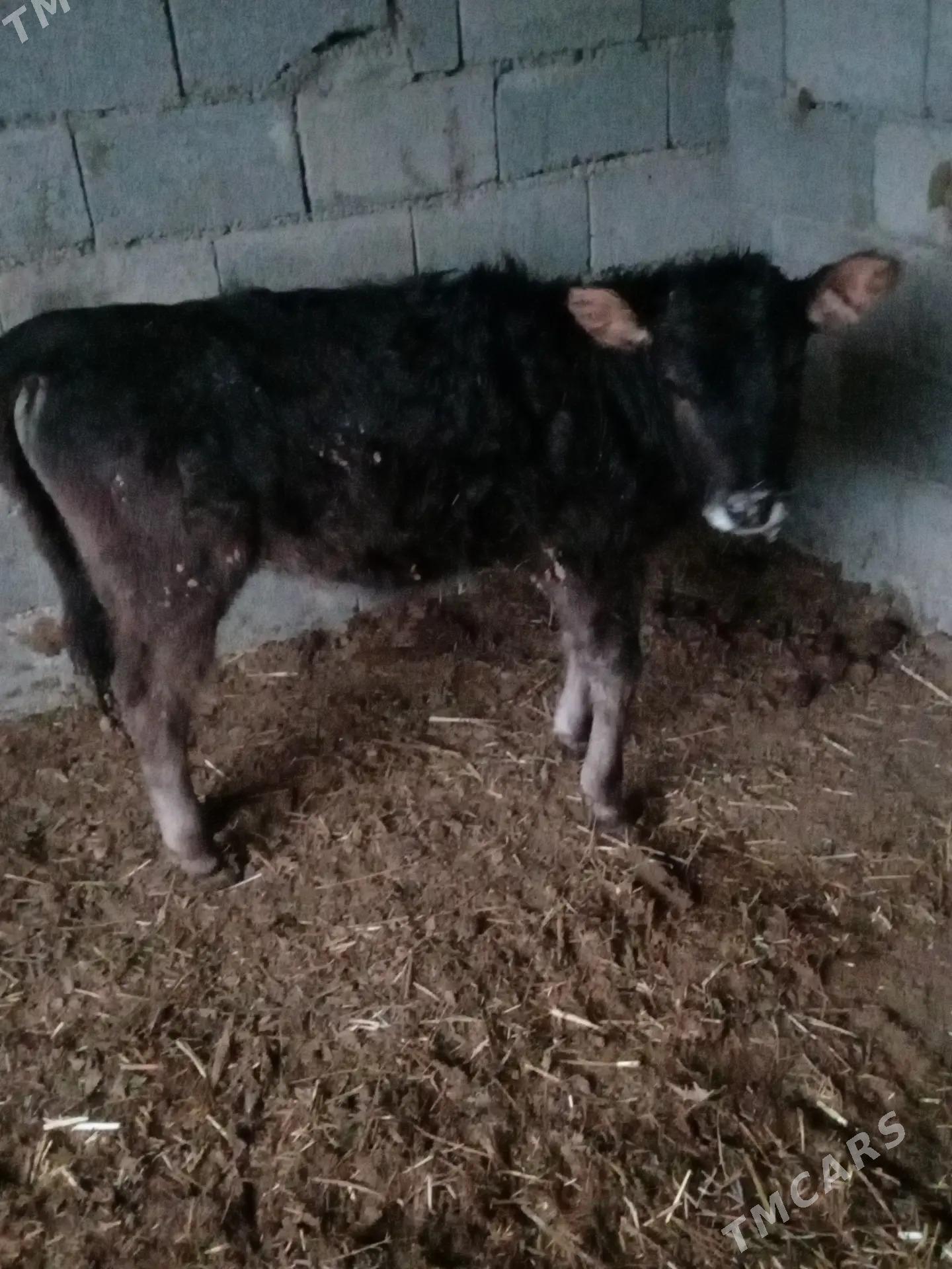 tüwe - Gyzylarbat - img 1