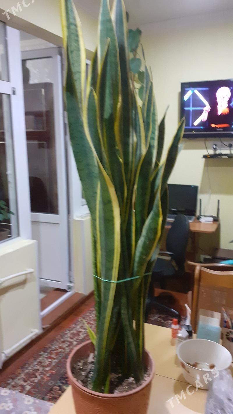 Сенсевиерия трехполосная - Aşgabat - img 1