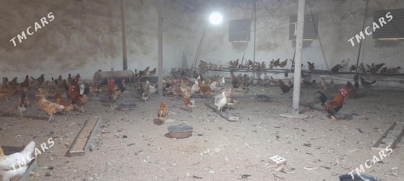 towuk - Мургап - img 1