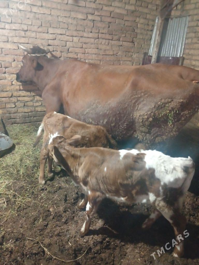 Ojekli sygyr - Türkmenabat - img 1