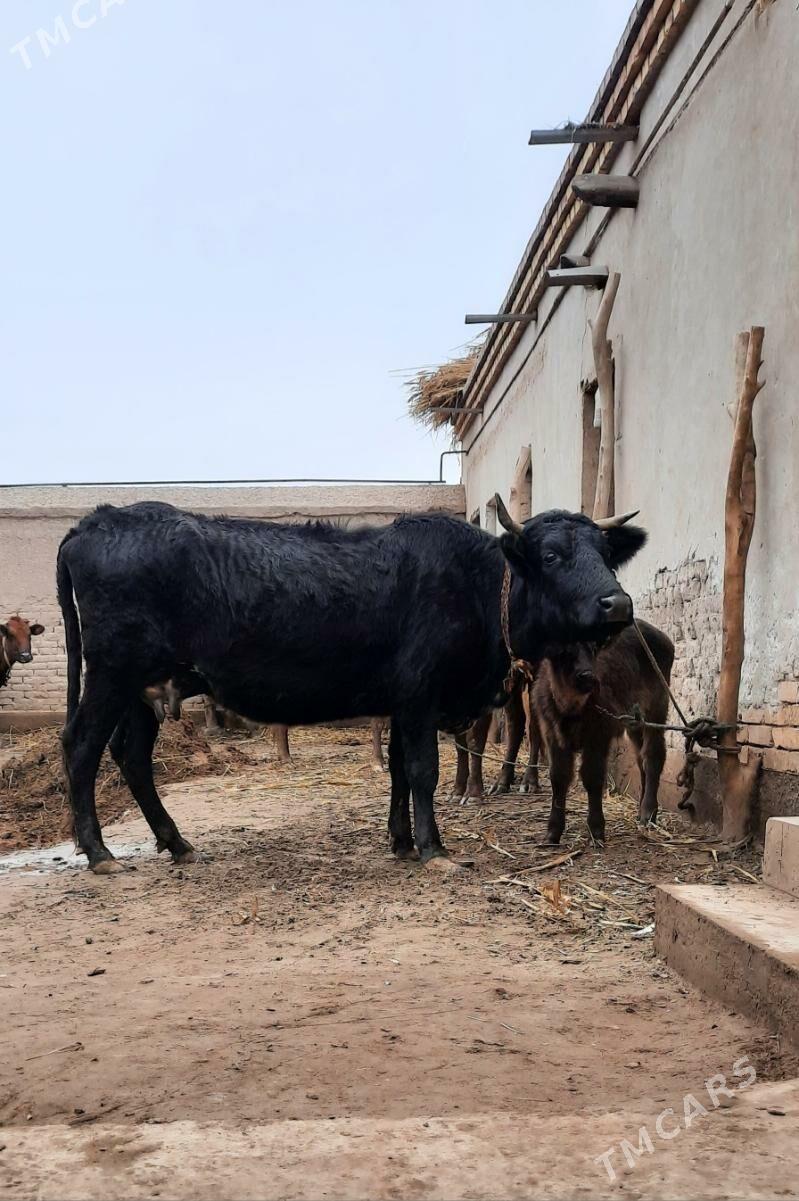 SÜÝDLEK GÖLELI SYGYR TOHYM MAL - Köneürgenç - img 1