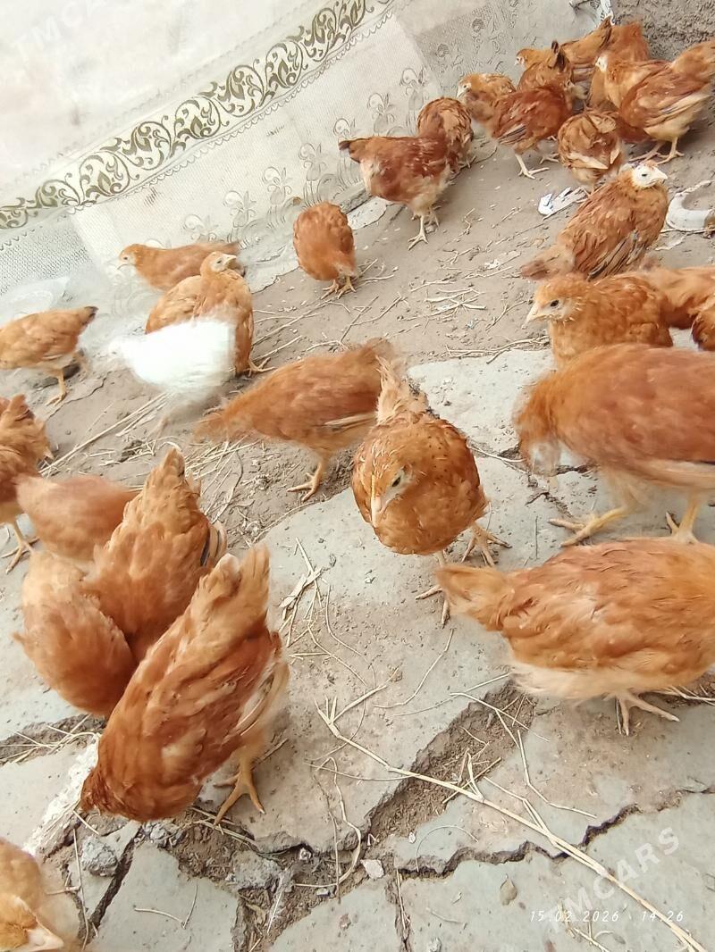 Juyje - Гороглы (Тагта) - img 1