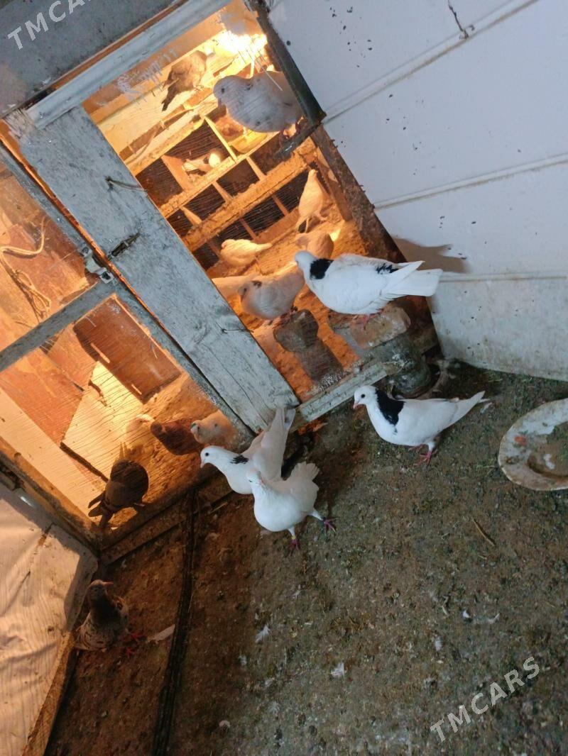 kepderi - Ашхабад - img 1