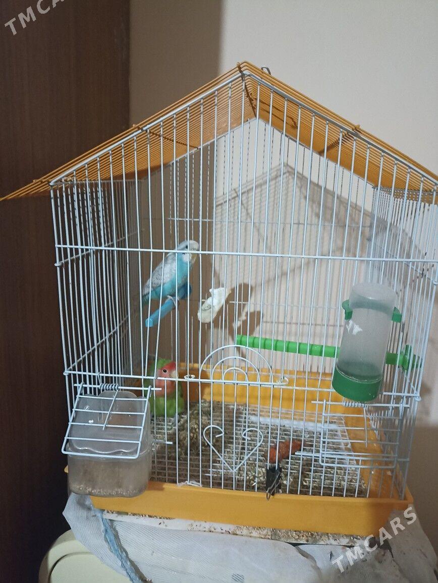 попугаи - 11 mkr - img 1