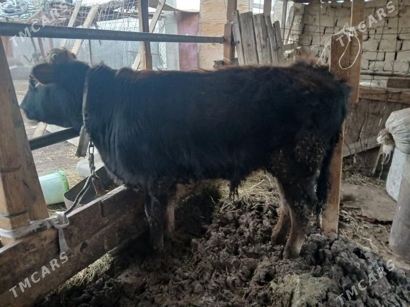 Öküz - Gökdepe - img 1