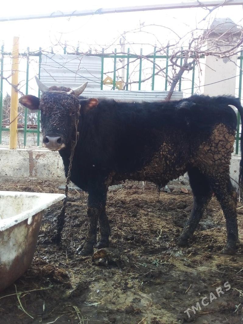 okuz - Gökdepe - img 1