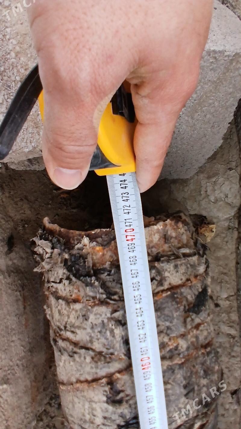 Turba demir - Aşgabat - img 1