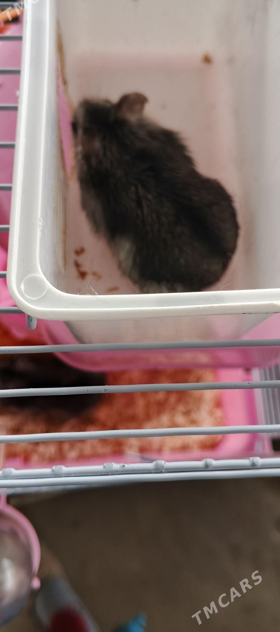 hamyaklar - Türkmenabat - img 1