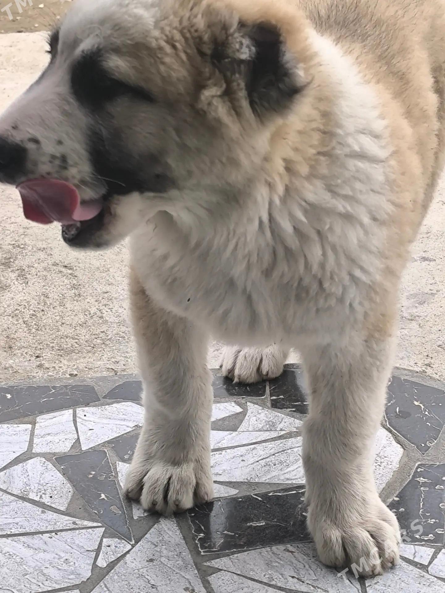 Turkmen it - Çoganly - img 1