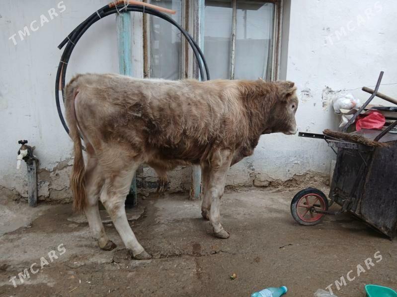 öküz - Гызыларбат - img 1