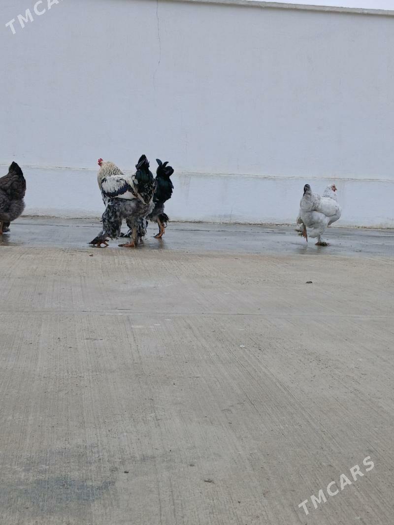 Brama - Bäherden - img 1