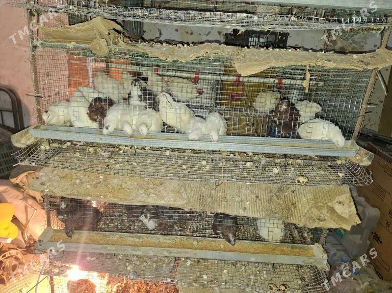 Bedene - Гумдаг - img 1