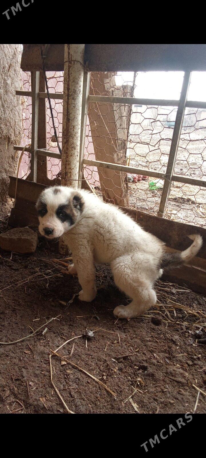 Alabaý gujuk - Дашогуз - img 1