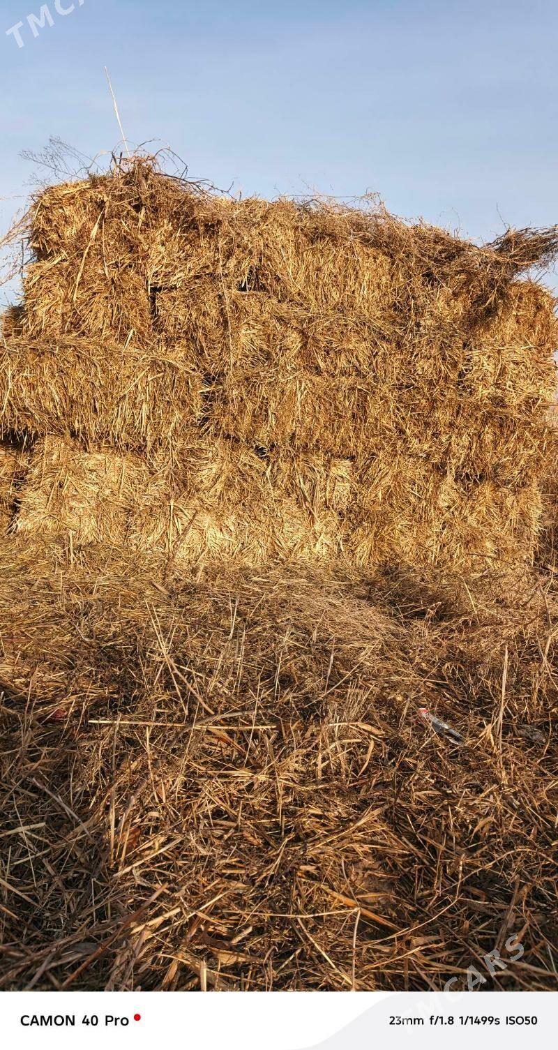 press - Babadaýhan - img 1