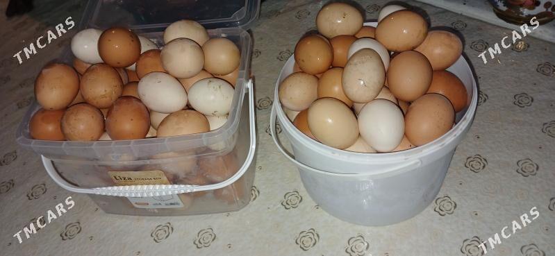 Elin yumurtgo - Aşgabat - img 1