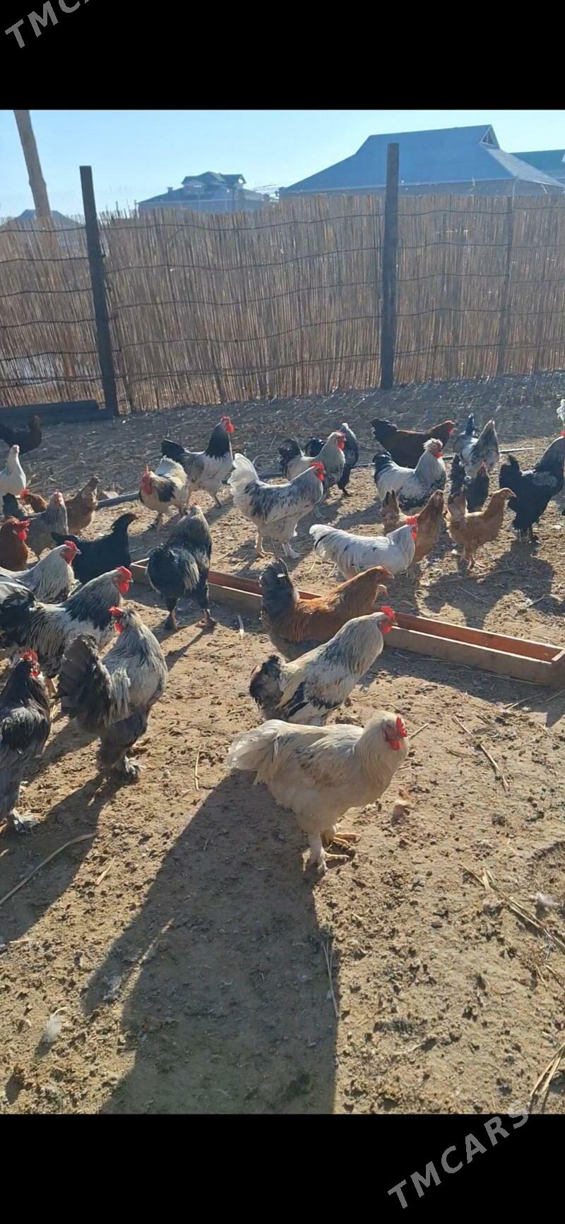 gunlik juje - Baýramaly - img 1