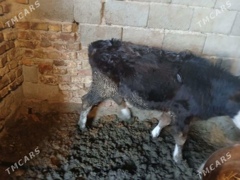 okuz - Гызыларбат - img 1