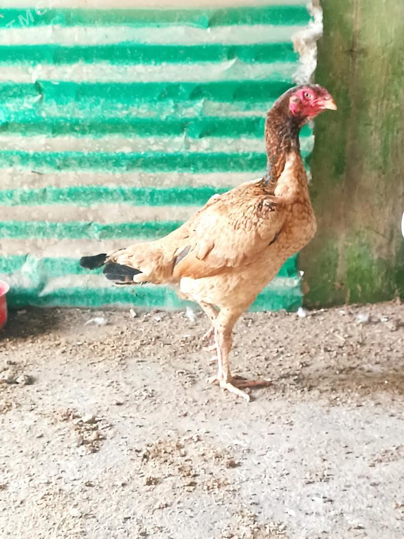 Taşkent - Анев - img 1