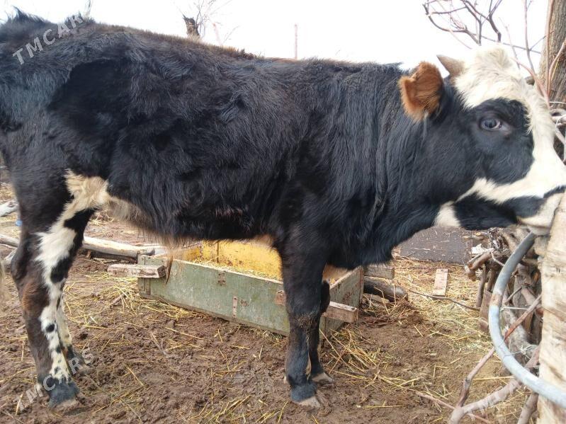 okuz - Türkmenbaşy - img 1