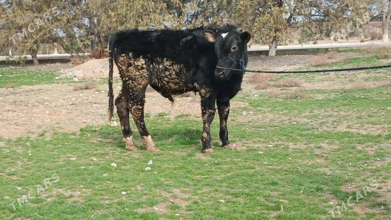 okuz - Ашхабад - img 1