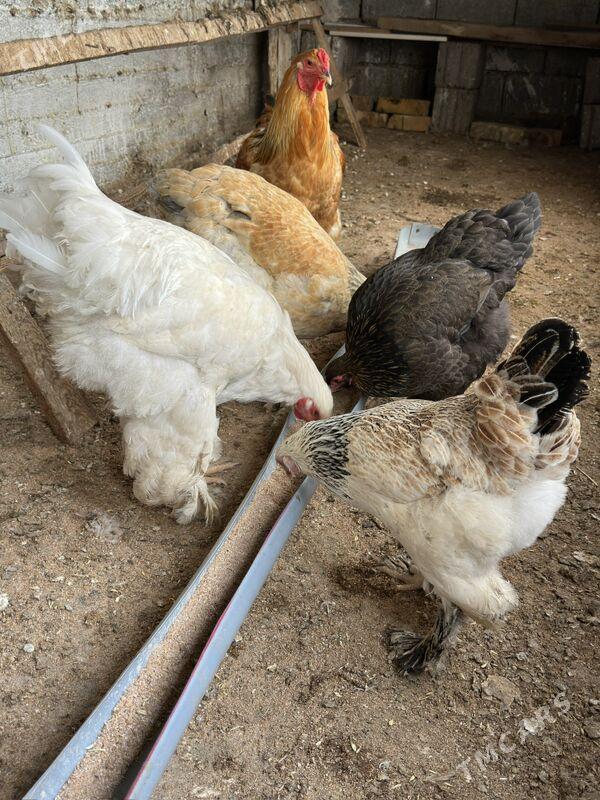 brama - Aşgabat - img 1