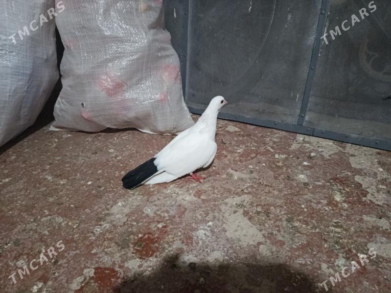 kepderi. - Gyzylarbat - img 1