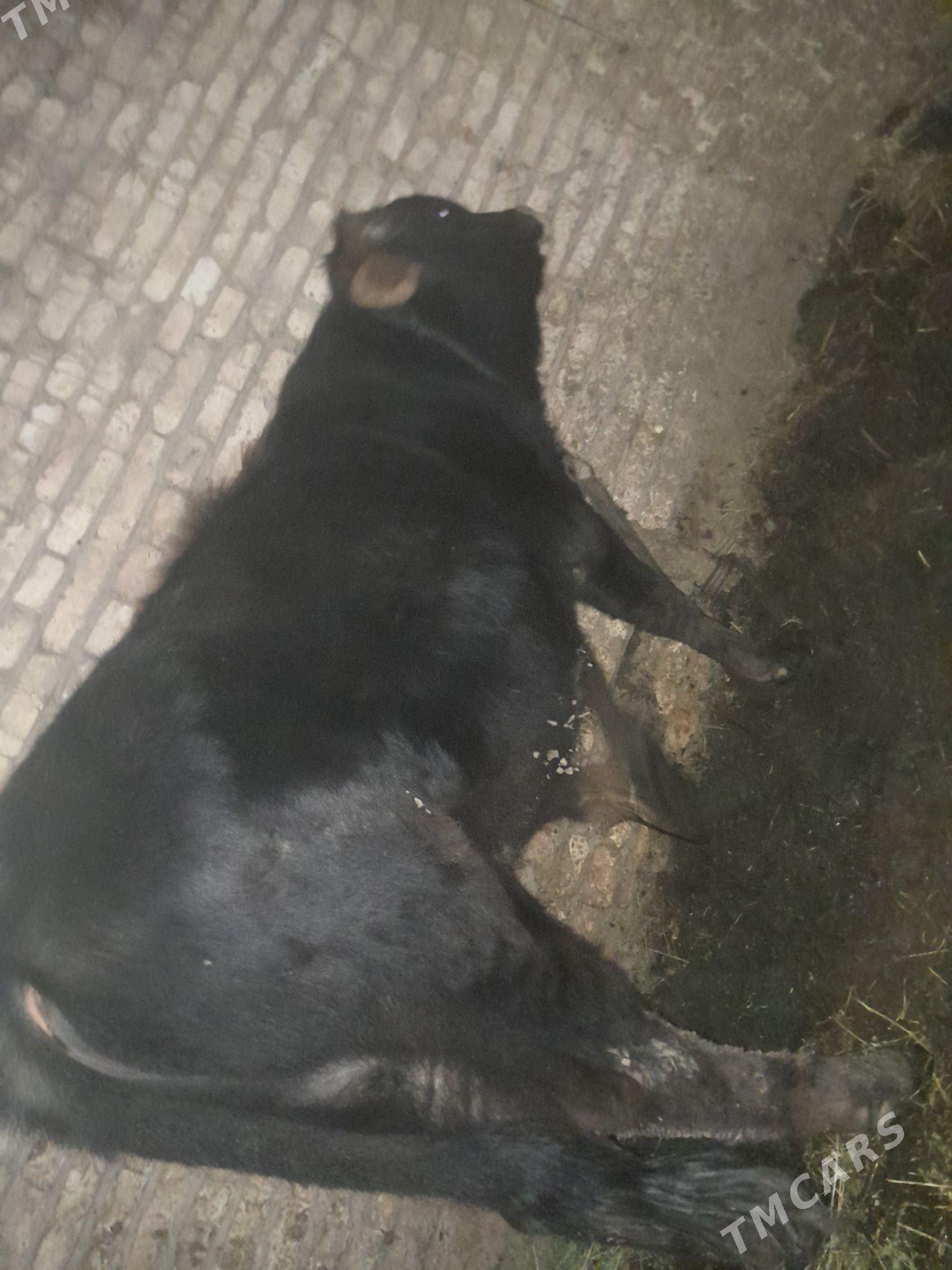 okuz - Байрамали - img 1