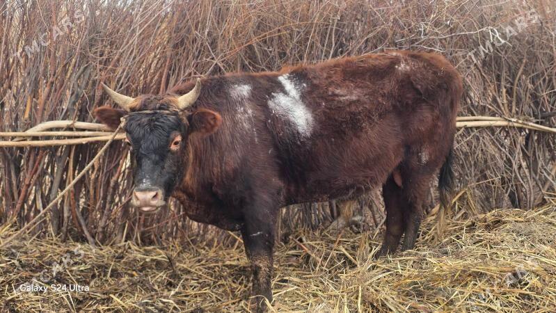 Okiz - Кёнеургенч - img 1