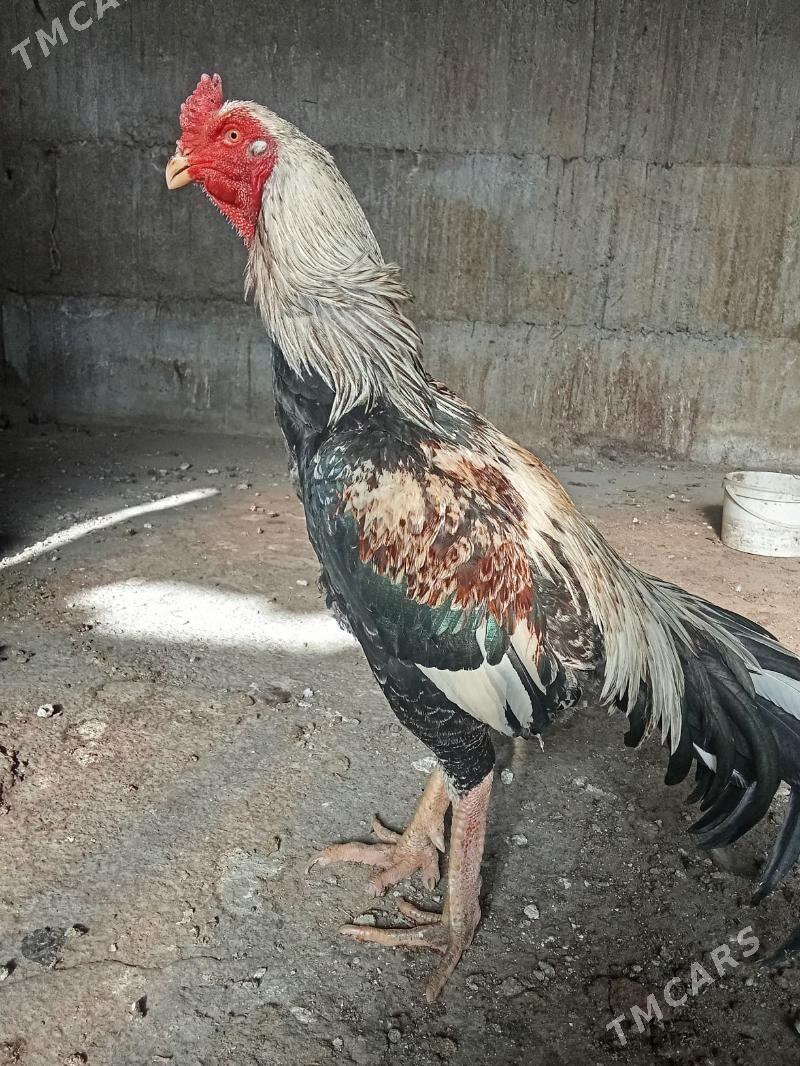 ташкент хораз - Багир - img 1