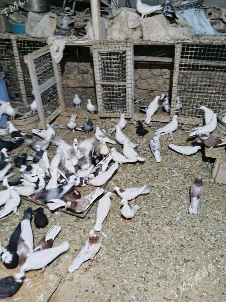 кептери - Gyzylarbat - img 1