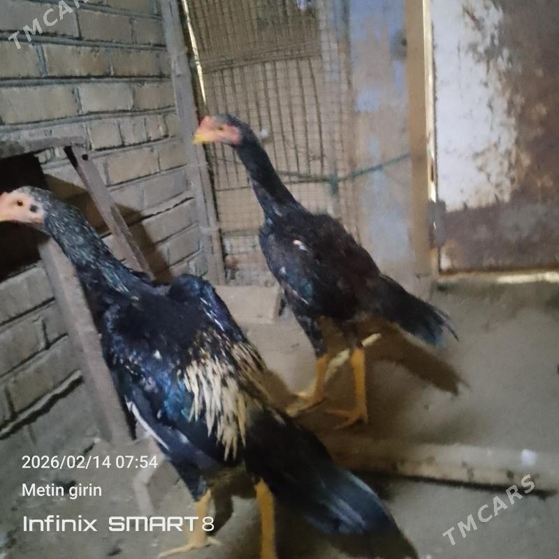 paroda jüje - Мары - img 1