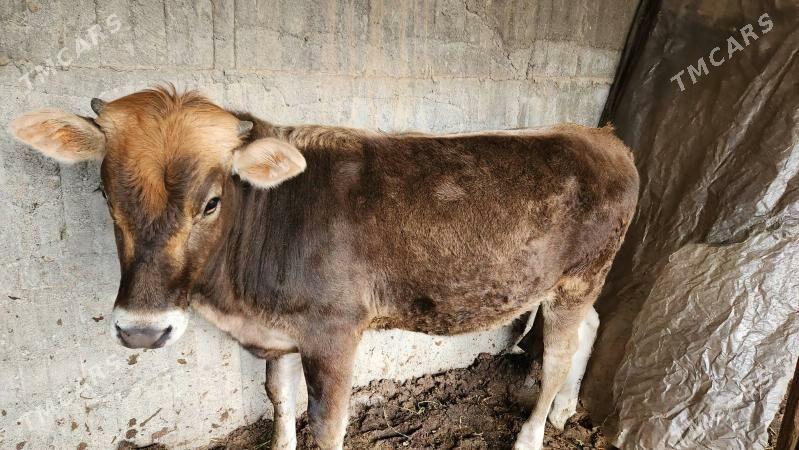 tuwe - Gökje - img 1