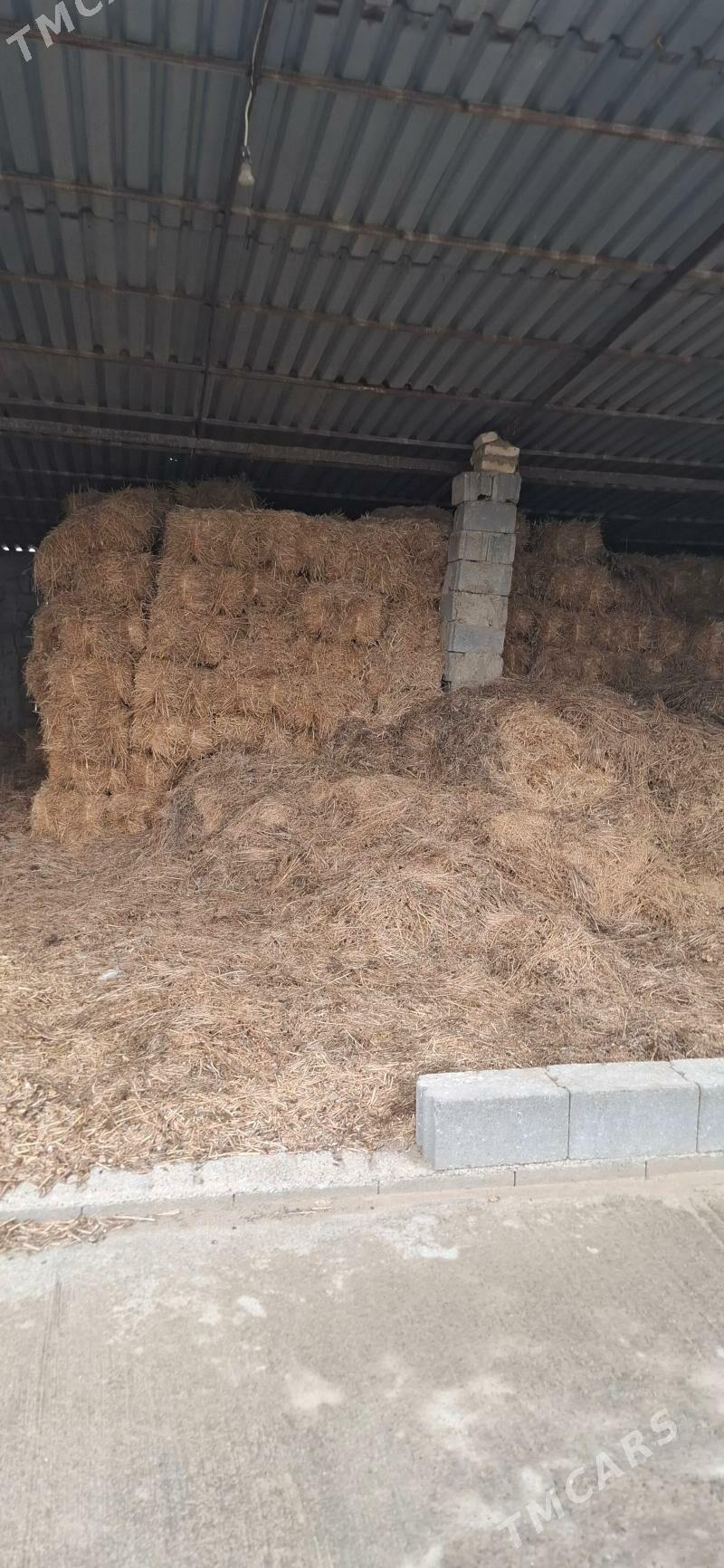 Saman - Гёкдепе - img 1