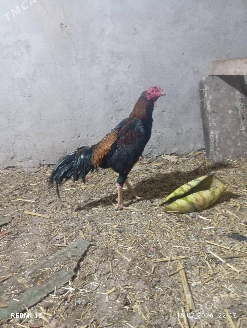 horaz - Дашогуз - img 1