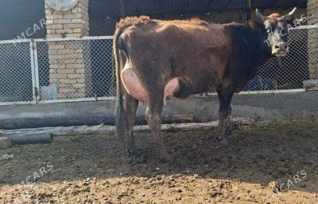 Göleli sygyr - Baýramaly - img 1